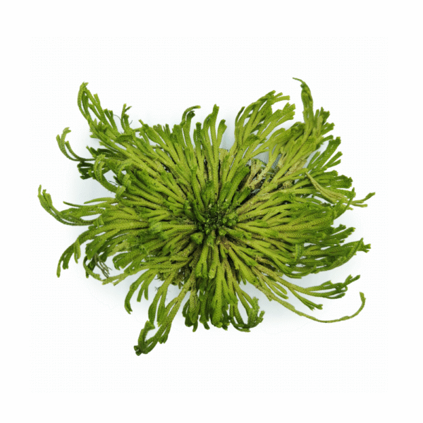 Anastatica Hierochuntica