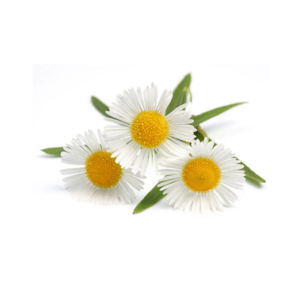 Chamomile Petals