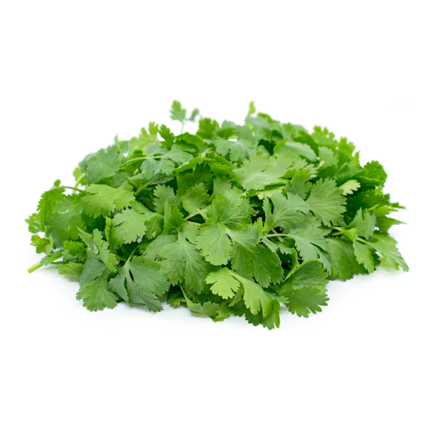 Cilantro